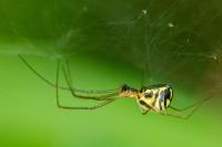 Neriene radiata