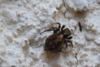 Pseudeuophrys erratica
