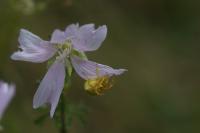 Thomisus onustus