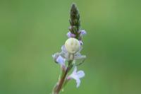 Misumena vatia