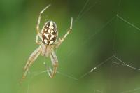 Neoscona adianta