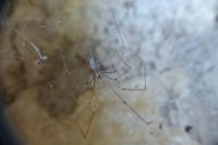 Pholcus phalangioides