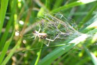 Neriene radiata