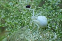 Misumena vatia