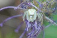 Misumena vatia
