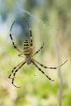 Argiope bruennichi