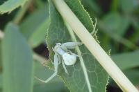 Misumena vatia