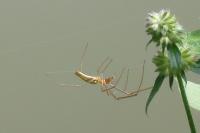 Tetragnatha