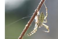 Argiope bruennichi
