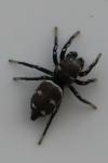 Heliophanus kochii