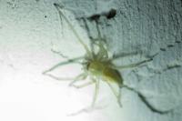Cheiracanthium