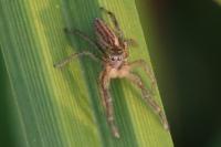 Marpissa radiata
