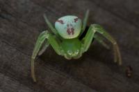 Ebrechtella tricuspidata