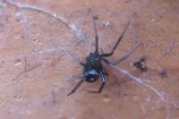 Steatoda grossa