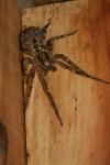 Zoropsis spinimana