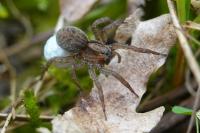 Trochosa