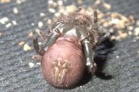 Atypus affinis