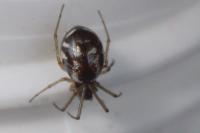 Linyphia hortensis