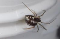 Linyphia hortensis