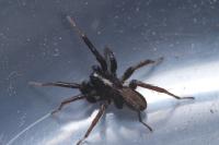 Alopecosa aculeata