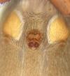 Zelotes tenuis