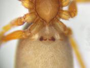 Zodarion italicum