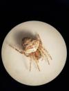 Gibbaranea bituberculata