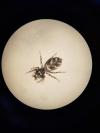 Salticus scenicus