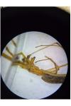 Tetragnatha montana