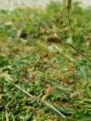 Neriene radiata