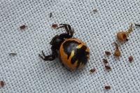 Synema globosum