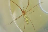 Tetragnatha extensa