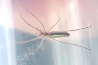 Tetragnatha extensa