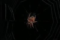 Araneus angulatus