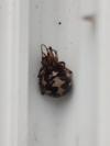 Steatoda triangulosa
