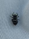 Heliophanus