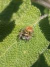 Carrhotus xanthogramma