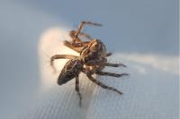 Oxyopes heterophthalmus