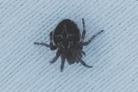 Agalenatea redii