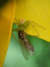 Ebrechtella tricuspidata