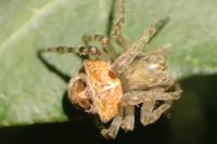 Gibbaranea bituberculata