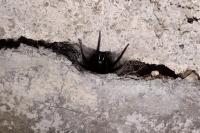 Segestria florentina