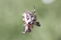 Larinioides cornutus