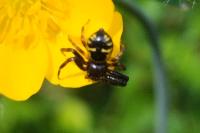 Synema globosum