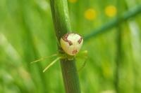 Ebrechtella tricuspidata