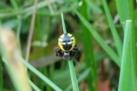 Synema globosum