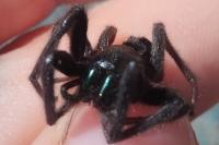 Segestria florentina