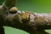 Carrhotus xanthogramma