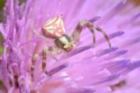 Thomisus onustus