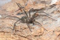 Eratigena saeva